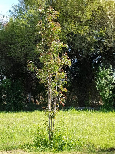 Venta Quinta Con Estanque Propio