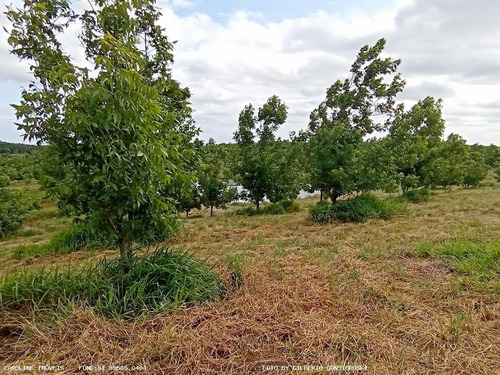 Imagem 9 de 15 de Sítio / Chácara Para Venda Em General Câmara, -, 2 Dormitórios, 2 Banheiros, 2 Vagas - 10010_1-2229460