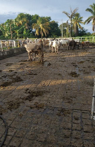 Imagen 14 de 30 de Se Vende Finca Ganadera En El Estado Barinas