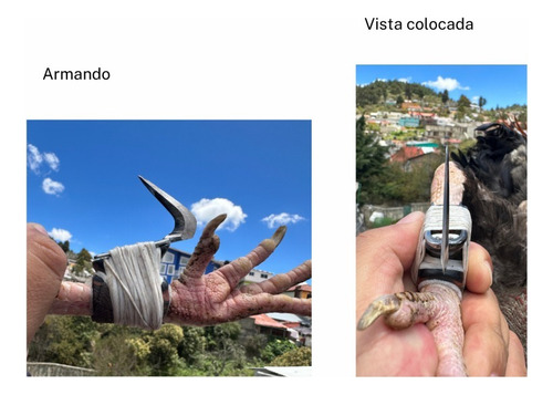 Navajas Para Gallos De Pelea Recta Con Jalón 12 Piezas