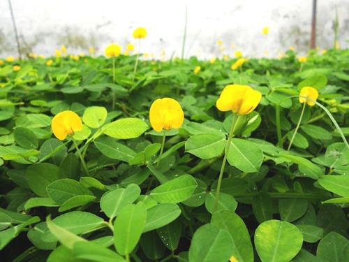 1 Kg Semillas De Arachis Pintoi - Mani Forajero Cv Amarillo