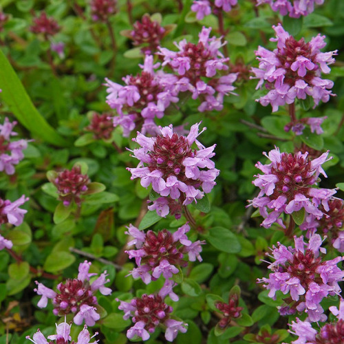 50 Semillas De Tomillo Rastrero Thymus Pulegioides