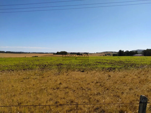 Chacra En Alquiler Anual 36 Hectáreas Sobre Ruta Interbalnearia, A Minutos De Piriápolis