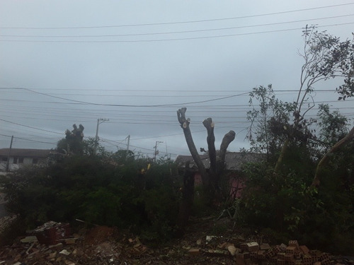 Imagem 4 de 4 de Podas De Árvores