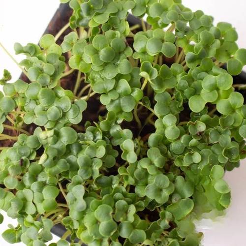Semilla De Brócoli - 100gr