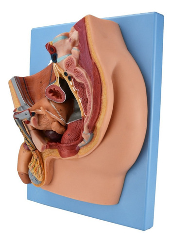 Zeigen Modelo Anatómico Pelvis Masculina Con Corte Sagital