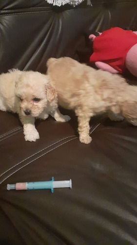 Poodle Micro Toy