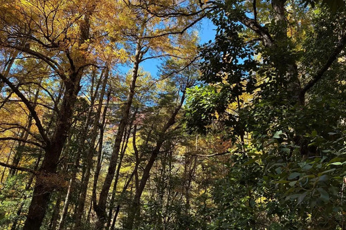 Venta Campo Curarrehue