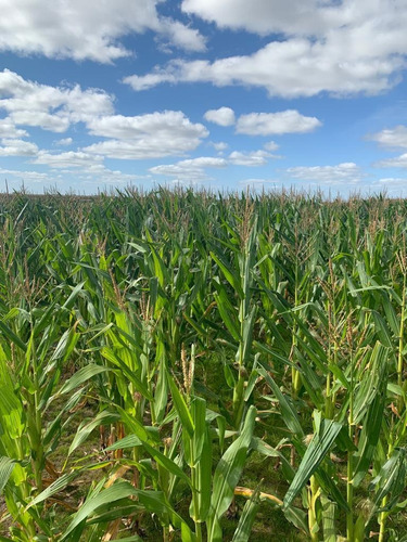 Imagen 6 de 14 de Venta De Campo Las Flores Buenos Aires