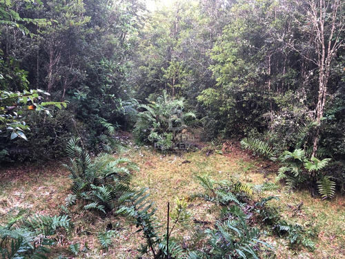 1,6 Hectáreas De Bosque Nativo A 20 Minutos De Puerto Varas