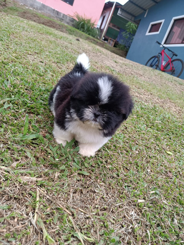 Shih Tzu