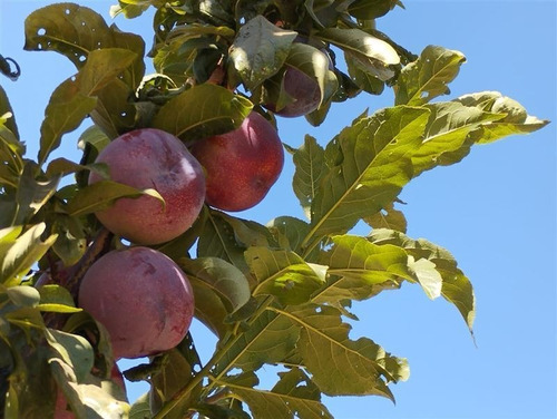 Imagen 14 de 21 de Agrícola En Venta En Curacaví Con Producción De 73 Nogales