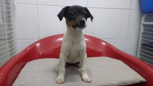 Fox Terrier Chileno Machos Y Hembras Pethome Chile