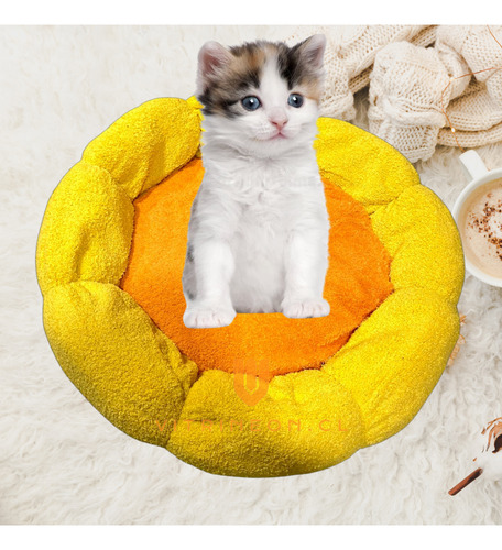 Cama Elevada Para Perro Gatos Camas De Perro Mascotas Xl