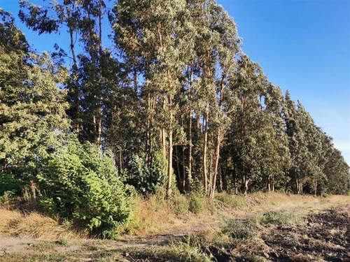 Vendo Parcelas De 5000 M2 En El Mejor Sector De Talagante