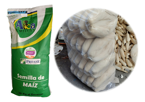 Semilla De Maiz Variedad Costeño Mejorado Hojero