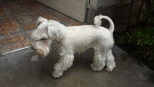 Monta Schnauzer Blanco Minitoy