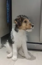 Comprar Cachorros Fox Terrier Pelo Duro Bogota Animal Pets Colombia
