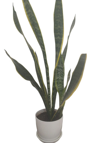 Sansevieria / Espada De San Jorge/lengua De Suegra, Maceta P