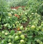 Tomate Rasteiro Rio Grande 3gr = 1.000 Sementes Aproximado