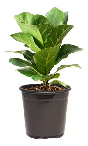 American Plant Exchange Planta Viva De Higo Ficus Lyrata, Ma