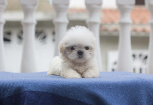 Shih Tzu Machos