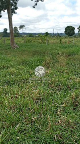 Imagem 6 de 11 de Venda Sítio Machadinho D'oeste Em Rondônia - Sia249