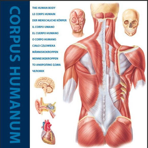 The human body, de Vários autores. Editora Paisagem Distribuidora de Livros Ltda., capa mole em inglês, 2011