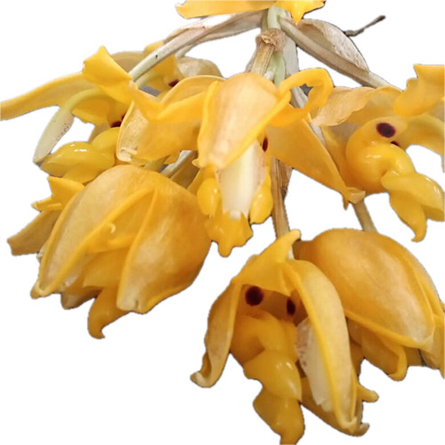 Orquídea Exótica Stanhopea Anfracta (muda Adulta Sem Flor)