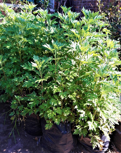 Imagen 1 de 3 de Vivero Cielo Verde Orgánico   Artemisa Vulgaris Artemisia