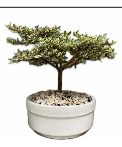 Bonsai Planta Coprosma Kirki 8 Años Maceta Esmlatada N2