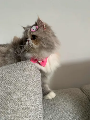 Gata Pérsia