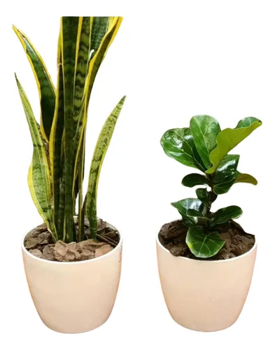 Ficus Pandurata Y Sansiveria En Maceta Premium