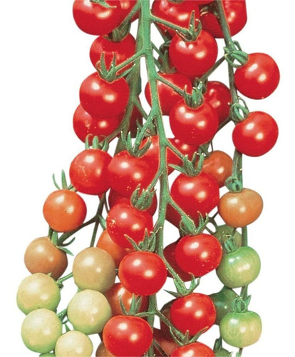 Semillas Burpee Super Sweet 100 Semillas De Tomate, 50 Semil