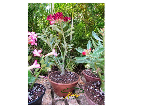 Imagem 4 de 10 de Substrato Rosa Do Deserto Adenium Mix Premium Floração 30l