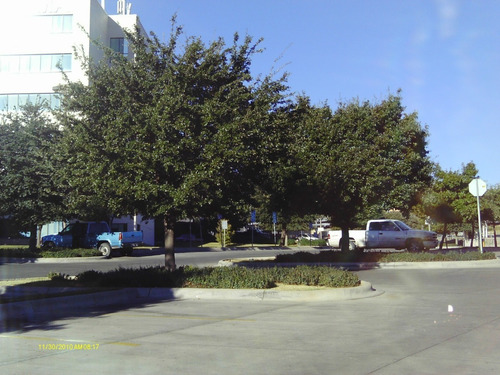 Arbol De Encino Siempreverde 1mt. (envio Incluido)oak Live