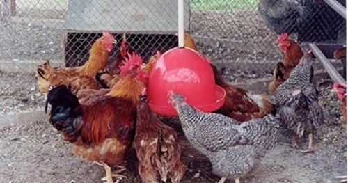 Imagem 2 de 2 de Ovos Galados De Galinha Caipira - Raças Misturadas.