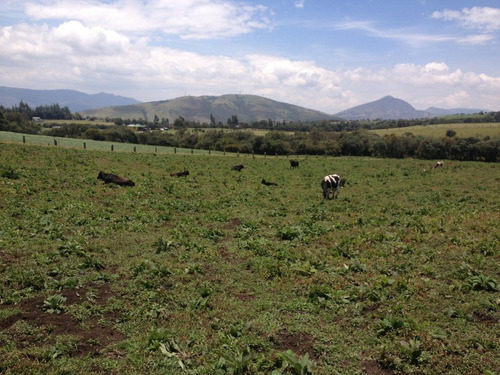Imagen 16 de 25 de Finca 82.000 Mtrs2 Guasca V. Pastor Ospina.