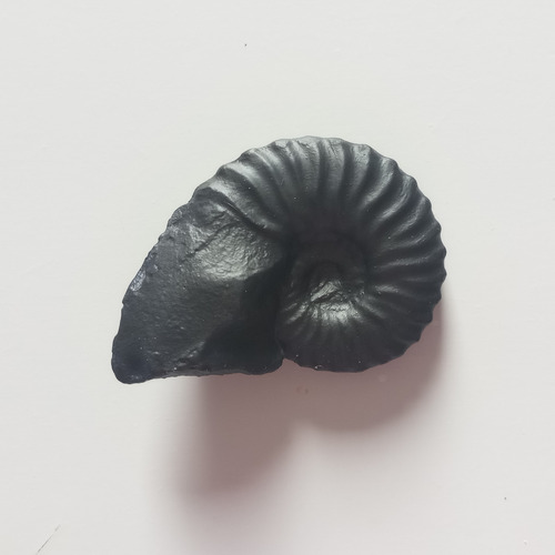 Fóssil De Amonita (réplica) Preto