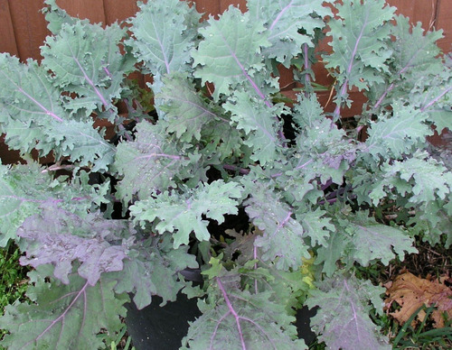 Kale Rizada Purpura 100 Semillas Fácil Sdqro2