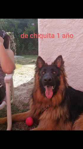 Imagen 6 de 10 de Hermosos Cachorros Pastor Aleman