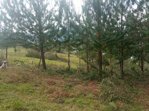 Finca En Vereda Llano Blanco