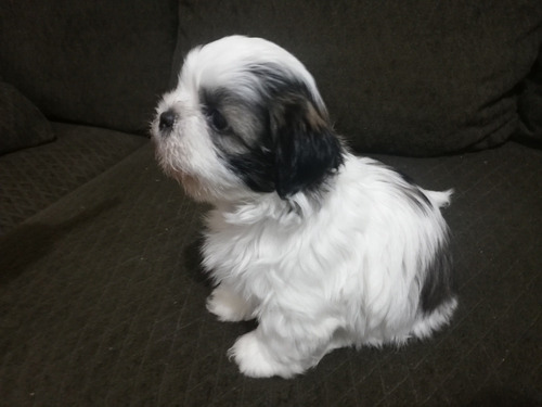 Shih Tzu Shitzu Cachorros