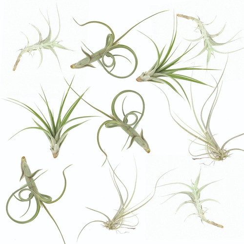 Surtido De 10 Tillandsias De 2-3 Pulgadas