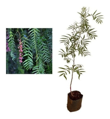 Muda De Aroeira Salsa (schinus Molle) 6 Unidades De 10a30cm