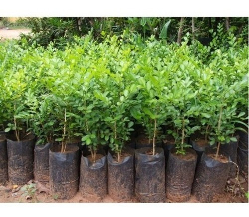 150 Mudas Murta 15cm Muro Verde P/ Casas Sitios Chacaras
