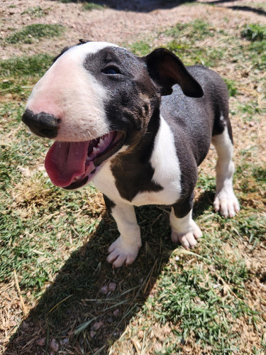 Cachorra Bull Terrier