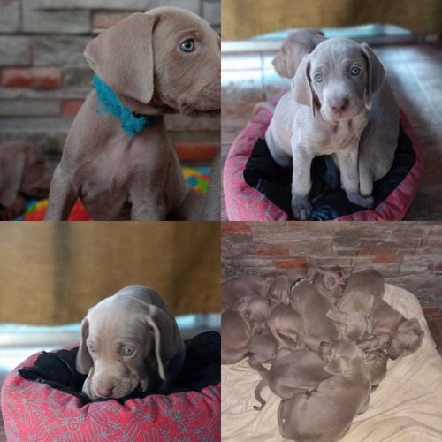 Imagen 4 de 5 de Cachorros Weimaraner