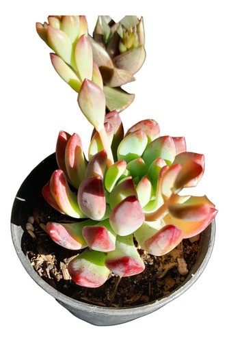 Sedeveria Blue Elf, Planta Suculenta