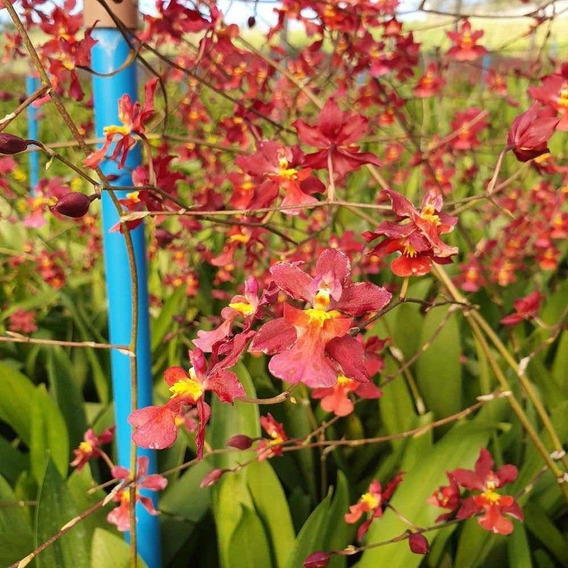 Orquídea Wilsonara Aloha Sparks Halloween Adulta- Touceira